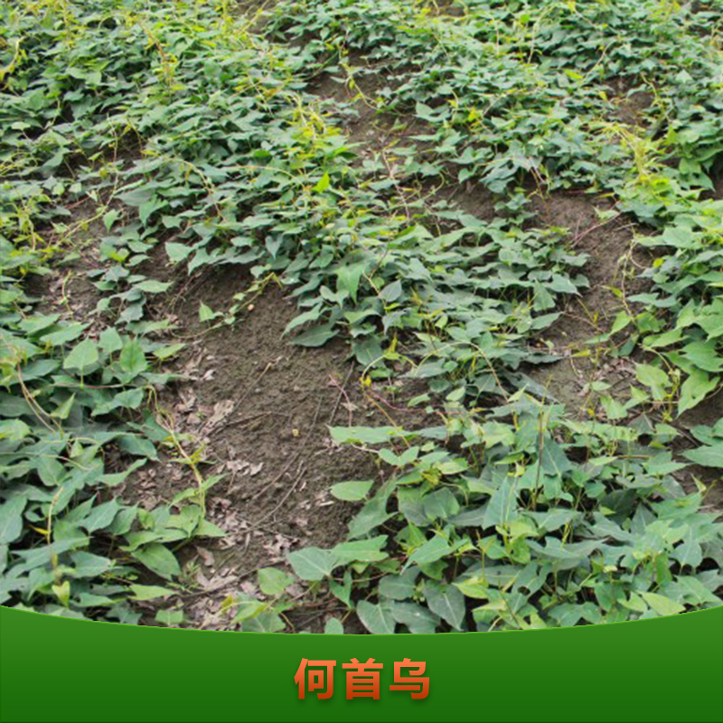 供應(yīng)何首烏種植技術(shù) 何首烏種子 何首烏苗批發(fā)