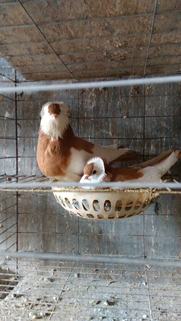 供應(yīng)新疆紫烏鴿子  新疆烏價(jià)格  新疆烏養(yǎng)殖場(chǎng)