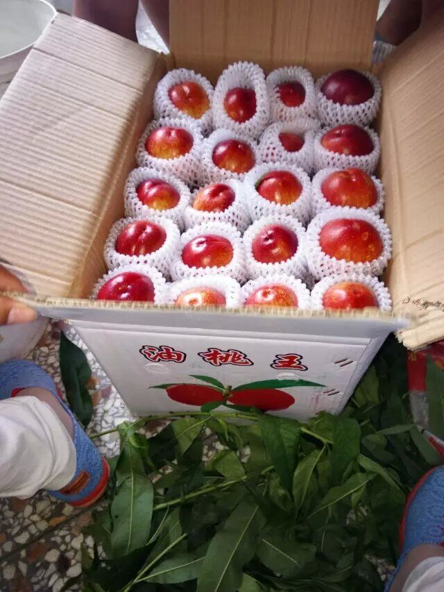 供應(yīng)用于銷售的安徽碭山縣葛集鎮(zhèn)油桃批發(fā)油桃