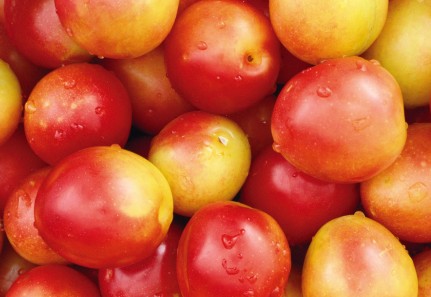 供應(yīng)用于銷售的安徽碭山縣葛集鎮(zhèn)油桃批發(fā)油桃