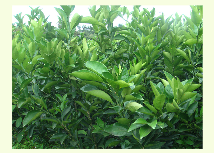 供應用于種植的紐荷爾臍橙苗 品種純正 品質優(yōu)良