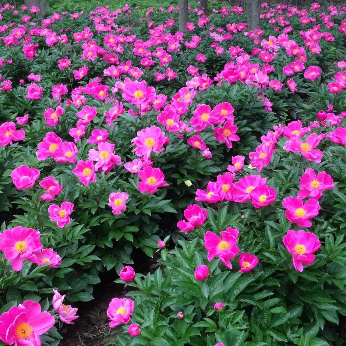 赤芍種子種苗批發(fā)赤芍種子 赤芍種苗 赤芍芽子 赤芍角 白芍芽子 赤芍種苗價(jià)格 赤芍種子價(jià)格 赤芍種植技術(shù)