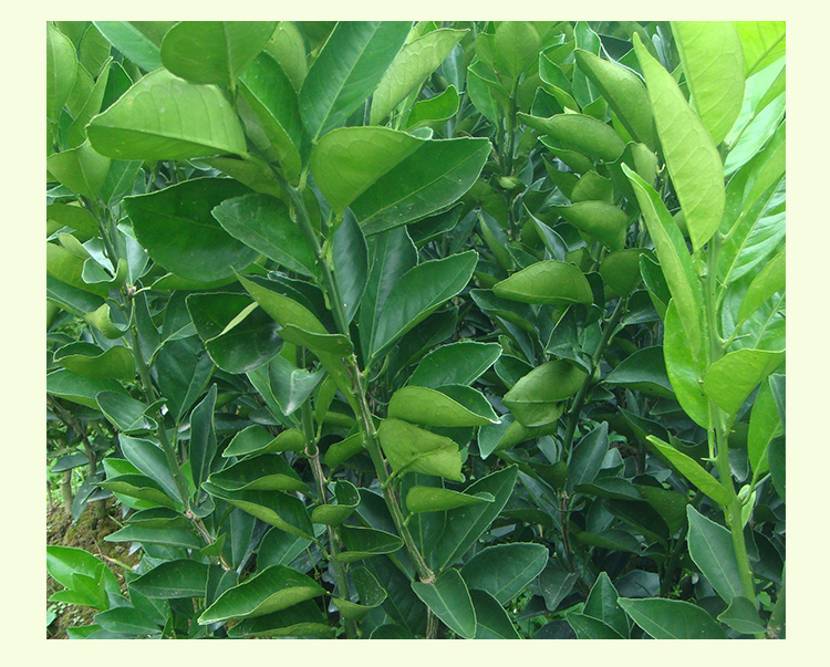 供應用于種植的紐荷爾臍橙苗 品種純正 品質優(yōu)良