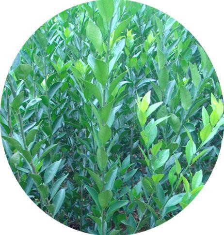 供應(yīng)用于種植的南豐蜜桔苗 品種純正 品種優(yōu)良