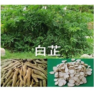 白芷種子 白芷種植技術 白芷籽價格 白芷價格 白芷 批發(fā)白芷種子