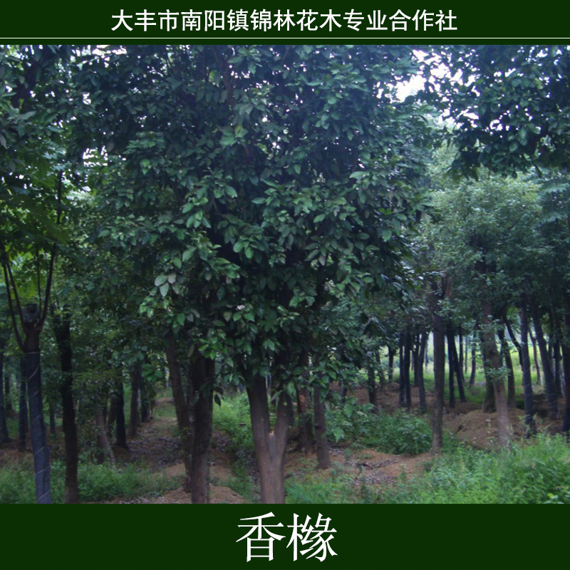 供應(yīng)用于無(wú)的香櫞常年出售綠化工程苗木 紫葉李樹苗紅葉李小苗 規(guī)格齊全 基地直銷