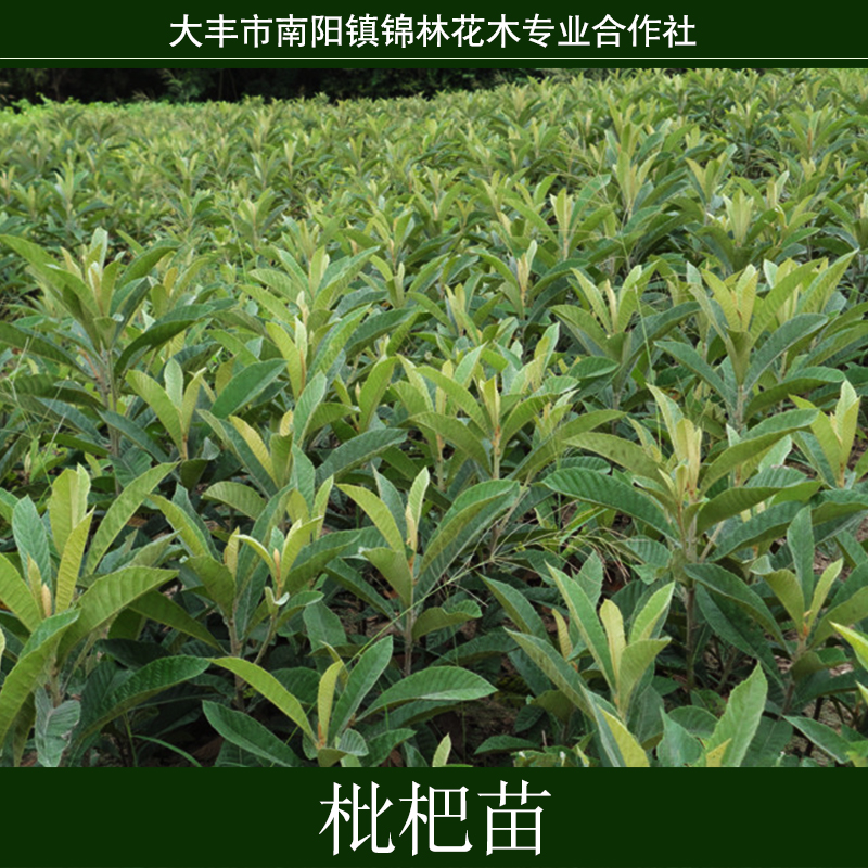 供應(yīng)枇杷苗供應(yīng)枇杷樹苗 品種齊全 批發(fā)果樹苗 大五星枇杷苗 3年結(jié)果苗