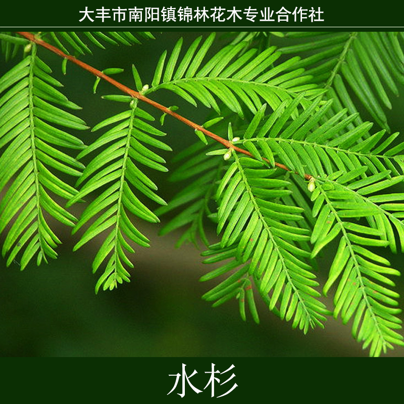 浙江水杉小苗報(bào)價(jià)，浙江水杉小苗基地，浙江水杉小苗供貨商