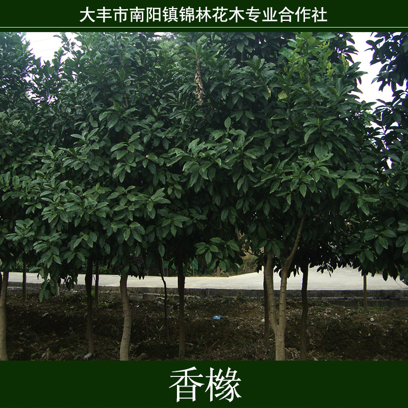 供應(yīng)用于無(wú)的香櫞常年出售綠化工程苗木 紫葉李樹苗紅葉李小苗 規(guī)格齊全 基地直銷