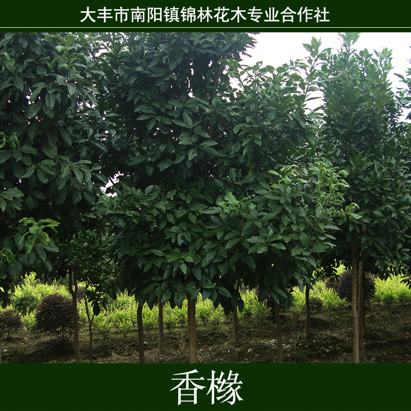 供應(yīng)用于無(wú)的香櫞常年出售綠化工程苗木 紫葉李樹苗紅葉李小苗 規(guī)格齊全 基地直銷