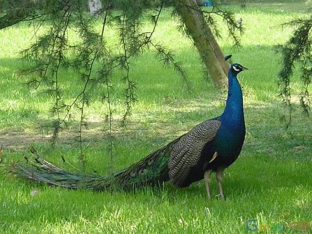 出售*種苗  *養(yǎng)殖場
