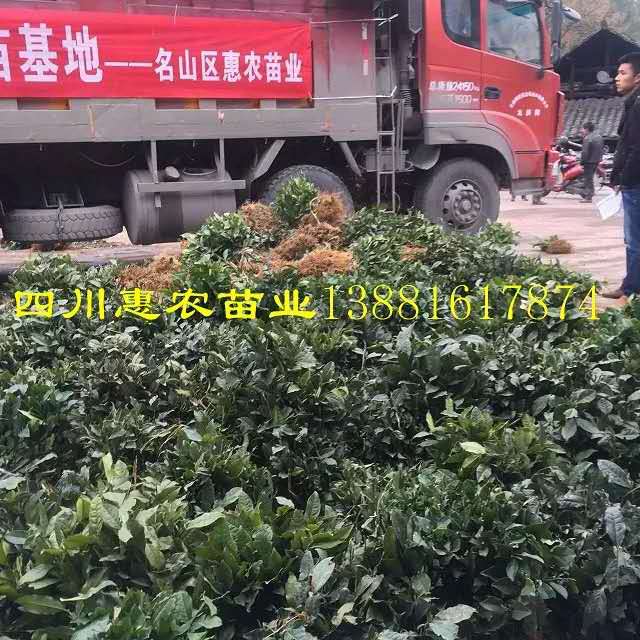 出售雅安*茶樹苗價格批發(fā)，*茶樹苗種植特性要點(diǎn)