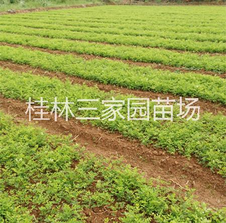 供應槐花苗產地廣西槐米苗供應商，槐花樹價格，廣西槐米基地