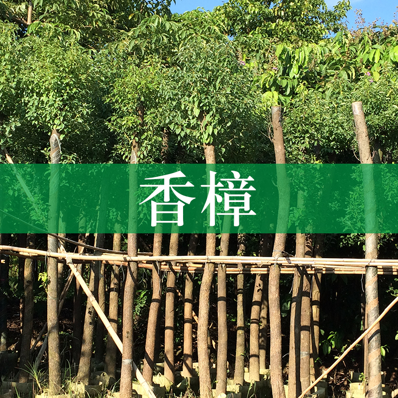 廣西香樟樹苗種植基地供應(yīng)廣西香樟樹苗 小葉香樟 南寧香樟樹苗