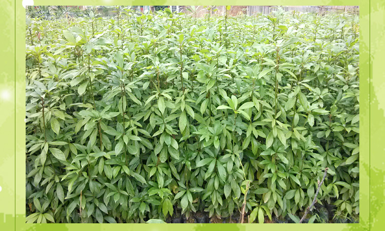 供應(yīng)供金絲楠木種苗種子直銷批發(fā)報(bào)價(jià)電話