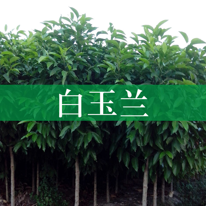 白玉蘭樹苗 白玉蘭花 白玉蘭盆栽 白玉蘭樹大量批發(fā)