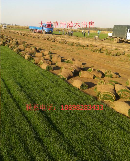 河北遼寧草坪哪成活率*格便宜賣吉林內蒙綠化草質量 草坪灌木苗木