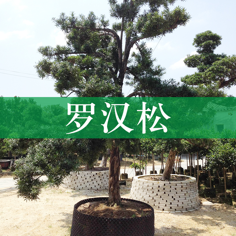 家庭盆栽羅漢松，四季常青羅漢松，羅漢松種植基地，羅漢松出售