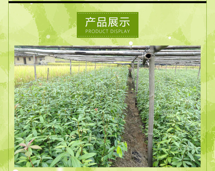 供應廣西金絲楠木供應咨詢電話