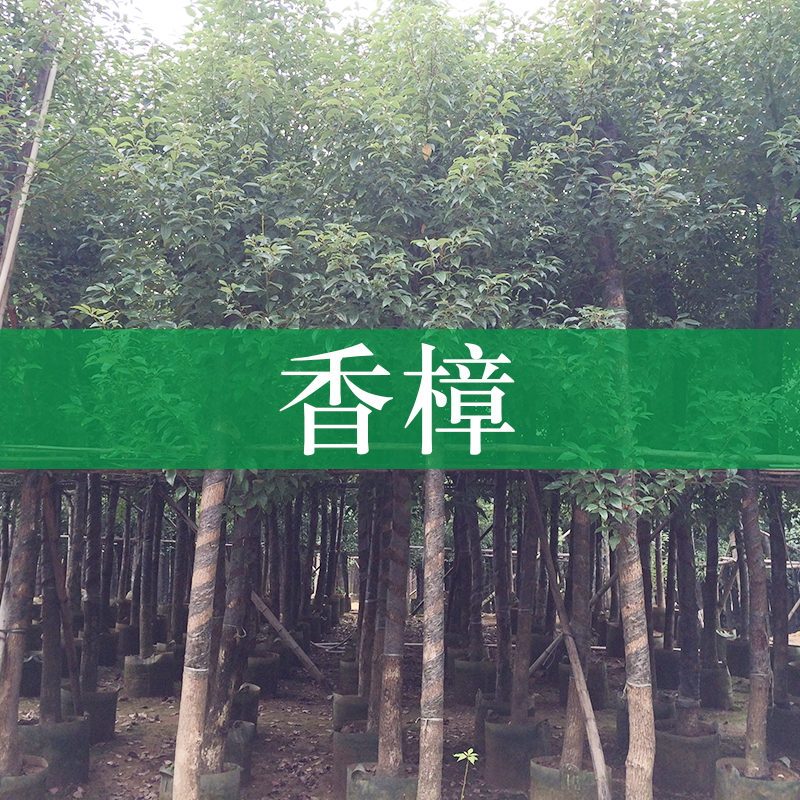 廣西香樟樹苗種植基地供應(yīng)廣西香樟樹苗 小葉香樟 南寧香樟樹苗