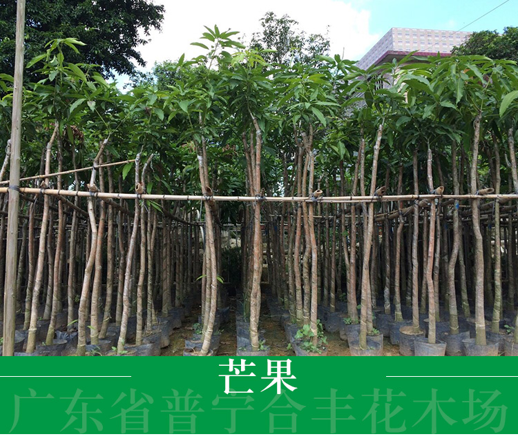 廣西芒果苗種植基地供應(yīng)芒果廣西崇左嫁接芒果苗
