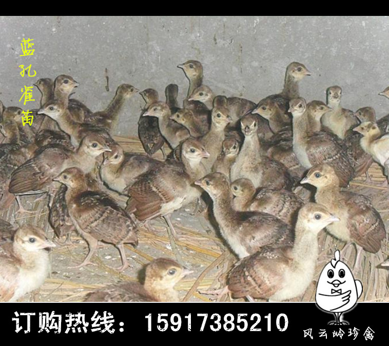 黃山五黑雞苗-黃山綠殼蛋雞苗
