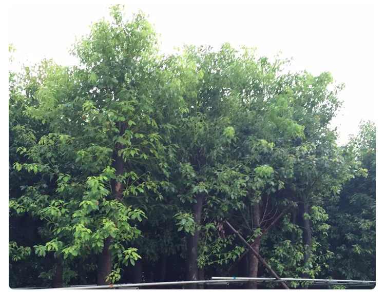 香樟園林綠化工程苗木，樟樹綠化苗圃價格，香樟種植基地批發(fā)，香樟樹苗報價