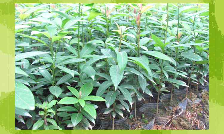 供應廣西金絲楠木供應咨詢電話