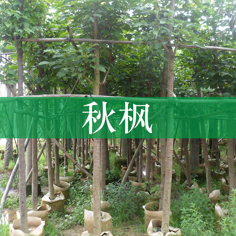 基地供應(yīng)秋楓樹苗 廣西秋楓大量批發(fā) 秋楓胸徑30