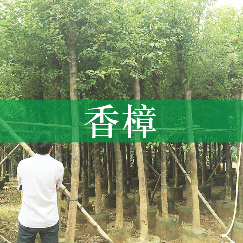 廣西香樟樹苗種植基地供應(yīng)廣西香樟樹苗 小葉香樟 南寧香樟樹苗