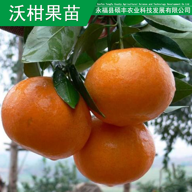 供應(yīng)用于種植的沃柑果苗果苗現(xiàn)貨沃柑果苗批發(fā)