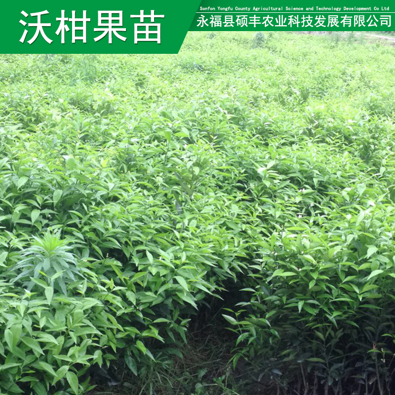 供應(yīng)用于種植的沃柑果苗果苗現(xiàn)貨沃柑果苗批發(fā)