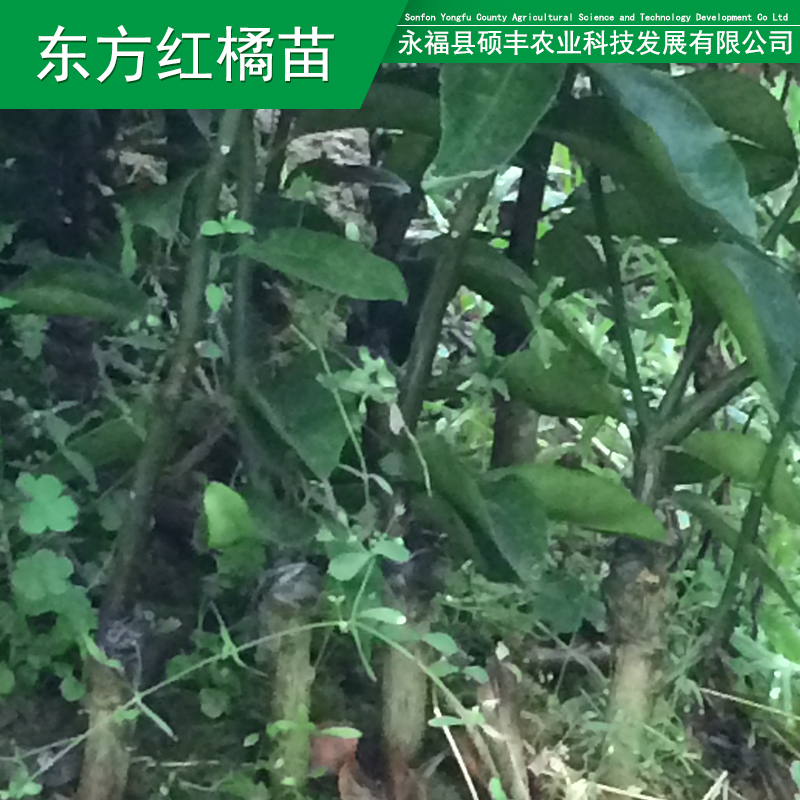 供應(yīng)用于種植的廣西砂糖橘果苗 桂林紅橘苗東方農(nóng)業(yè)技術(shù)服務(wù)農(nóng)業(yè)種植