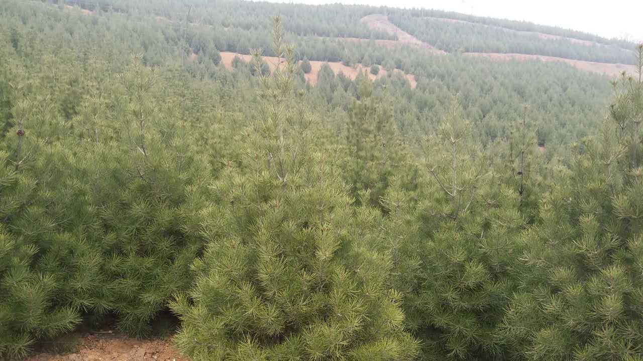 供應(yīng)西安白皮松樹苗 白皮松苗圃 白皮松苗種植