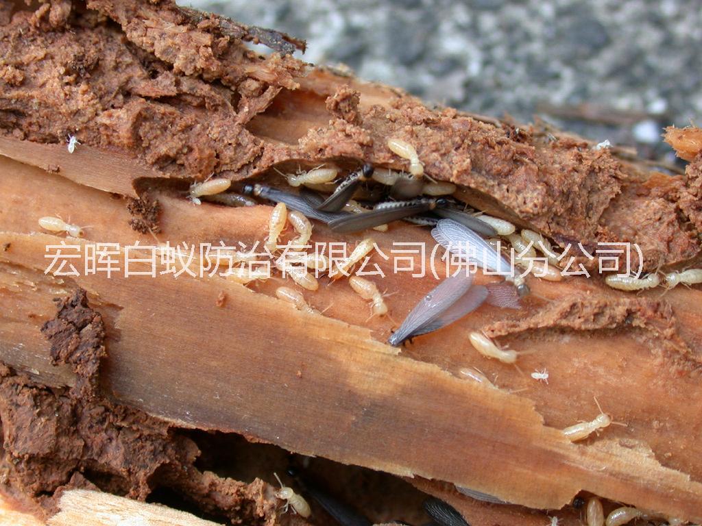 供應(yīng)南海區(qū)白蟻防治服務(wù)站，南海區(qū)專業(yè)白蟻防治公司，南海區(qū)滅白蟻*