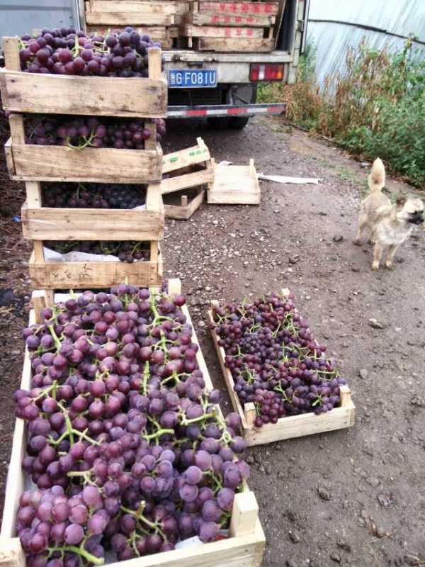 供應(yīng)山東大棚葡萄種植技術(shù)方案
