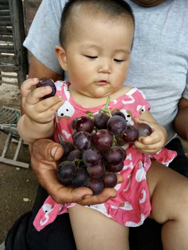 供應大棚葡萄*技術方法