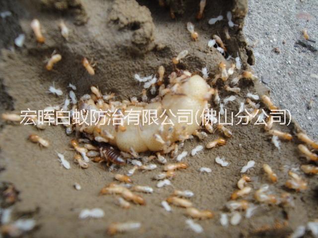 供應(yīng)南海區(qū)白蟻防治中心，南海區(qū)白蟻防治價(jià)錢，南海區(qū)白蟻防治價(jià)格
