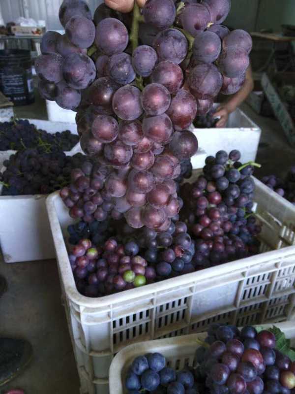 供應(yīng)山東大棚葡萄種植技術(shù)供應(yīng)商