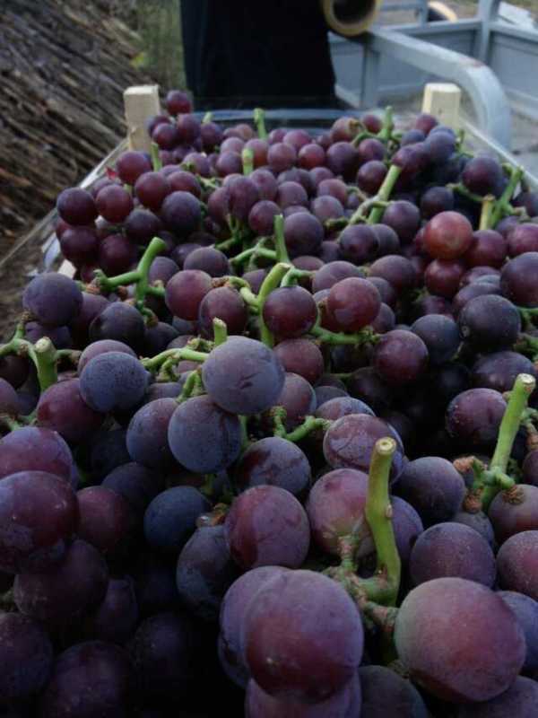 供應(yīng)新品種葡萄種植技術(shù)，新品種葡萄種植技術(shù)方法，新品種葡萄種植技術(shù)技巧，新品種葡萄種植技術(shù)介紹