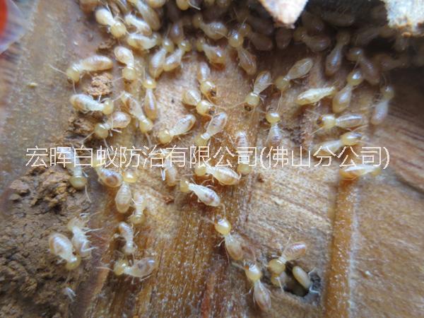 供應(yīng)南海區(qū)白蟻防治中心，南海區(qū)白蟻防治價(jià)錢，南海區(qū)白蟻防治價(jià)格