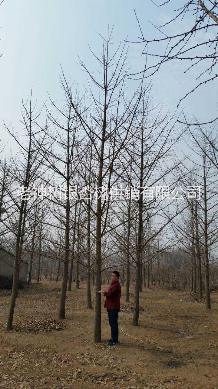 供應(yīng)*銀杏樹(shù)