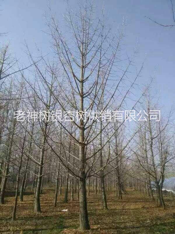 供應(yīng)*銀杏樹(shù)