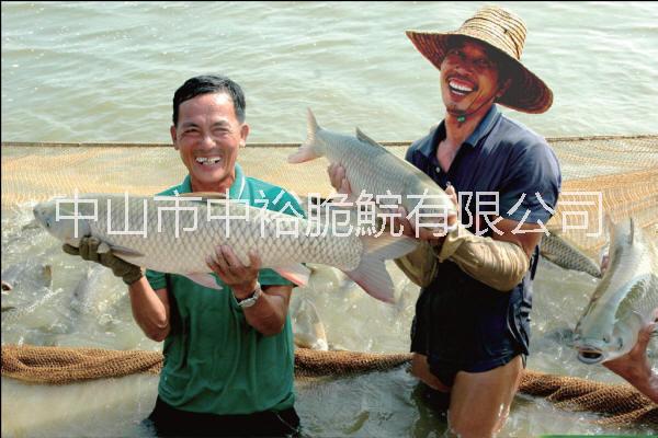 供應(yīng)用于食用的中山脆肉鯇、*脆肉鯇批發(fā)養(yǎng)殖廠