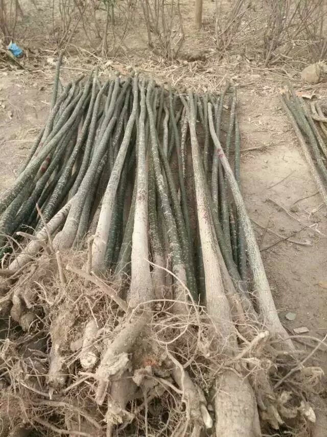 河南國槐樹批發(fā)價格