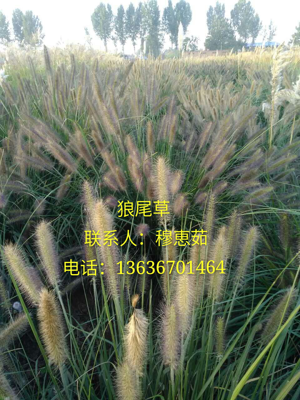 供應(yīng)用于綠化的矮蒲葦、西安矮蒲葦、矮蒲葦基地