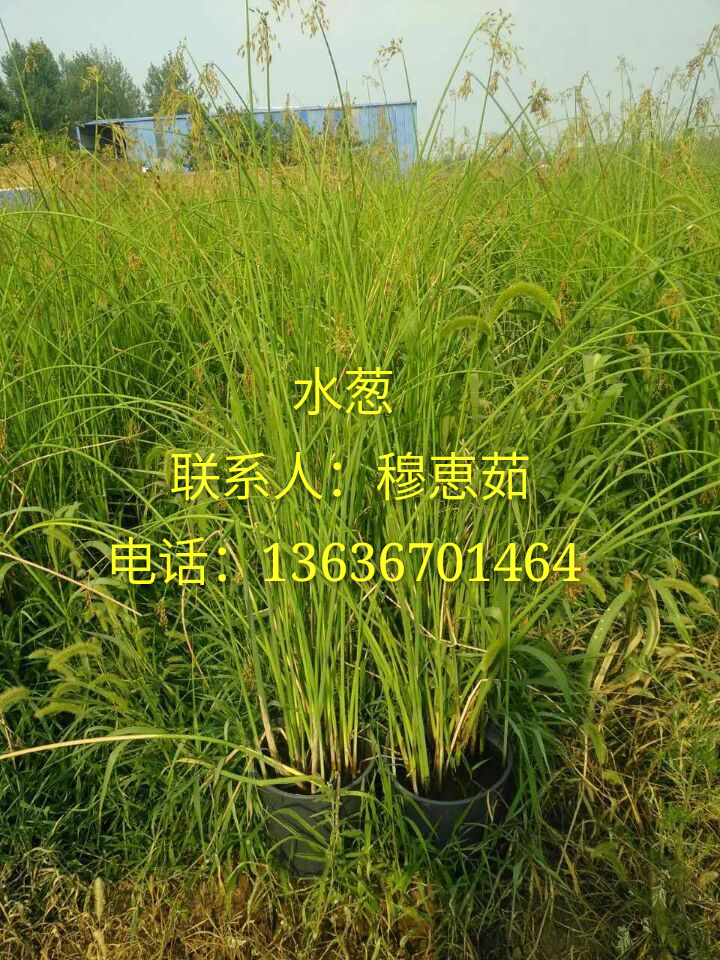 供應(yīng)西安水草、水草批發(fā)、西安觀賞草