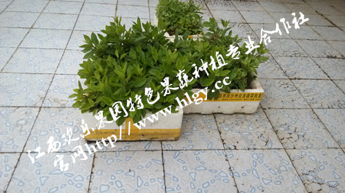 種植營養(yǎng)高鈣菜降糖蔬菜收益好【供應(yīng)優(yōu)質(zhì)降糖蔬菜種苗批發(fā)】