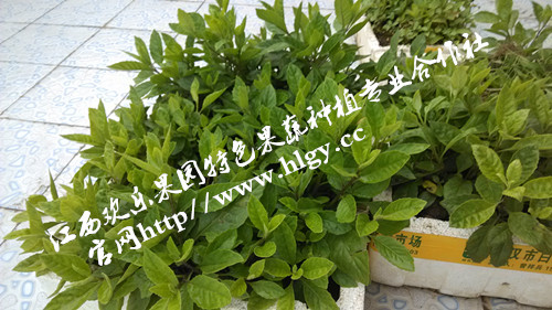 種植營養(yǎng)高鈣菜降糖蔬菜收益好【供應(yīng)優(yōu)質(zhì)降糖蔬菜種苗批發(fā)】