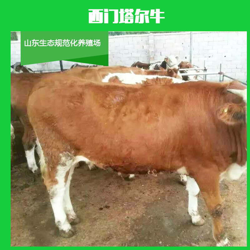 黑龍江西門塔爾牛價(jià)格報(bào)價(jià) 黑龍江西門塔爾牛養(yǎng)殖技術(shù) 肉*犢批發(fā)